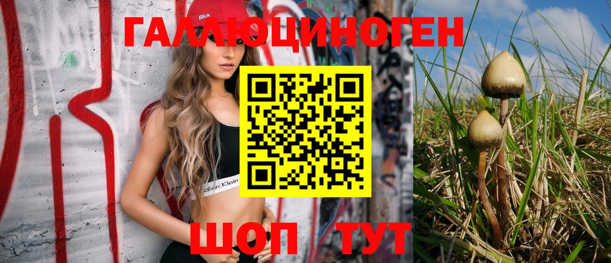 Псилоцибиновые грибы GOLDEN TEACHER  купить закладку  Бердск  Вход с VPN 